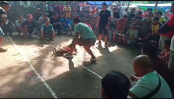 Judi Sabung Ayam Desa