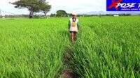 Indahnya Hamparan Sawah Hijau Di Desa Sidomulyo Kecamatan Boliyohuto.
