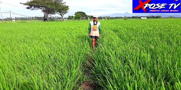 Indahnya Hamparan Sawah Hijau Di Desa Sidomulyo Kecamatan Boliyohuto.