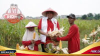 Acara Panen Raya Jagung, Bukti Dukungan Petani Kota Bekasi Kepada Tri Adhianto