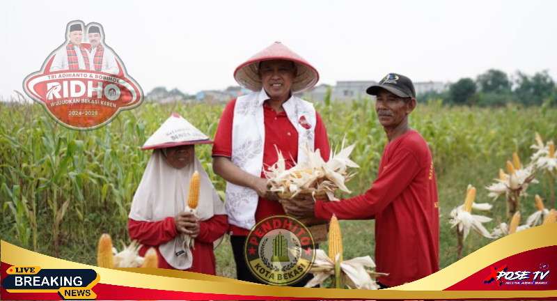 Acara Panen Raya Jagung, Bukti Dukungan Petani Kota Bekasi Kepada Tri Adhianto