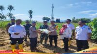 Dukung Ketahanan Pangan, Kapolresta Gorontalo Kota menanam Jagung