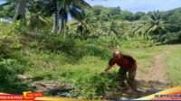 Pemilik Kebun Riko Olii Mempertaruhkan Nyawa