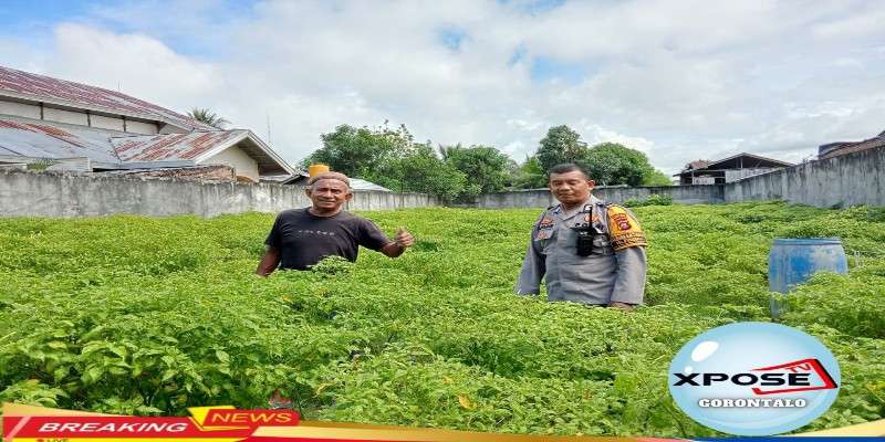Bhabinkamtibmas Kelurahan Pulubala Cek Lahan Cabai
